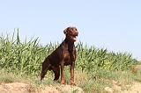 DOBERMANN 571